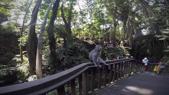 Бали 2018 / Лес обезьян / gopro смотреть онлайн