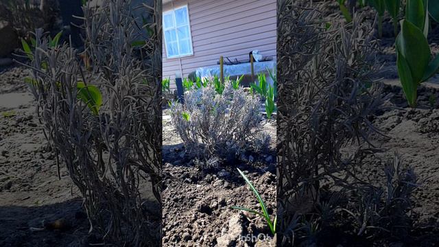 Весенняя обрезка  .Зачем обрезать Лаванду..🌱