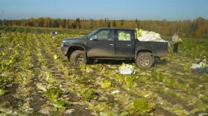 Выращивание пекинской капусты. Бизнес идея