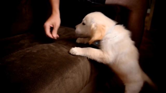 How to Properly Clean Your Labrador s Ears смотреть онлайн