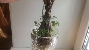 Сухой очиток в вазе