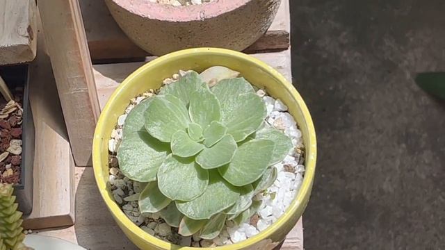 Top 10 variegadas смотреть онлайн