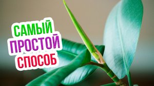 Размножение каучуконосного фикуса листом. Проверенный способ укоренения от Екатерины Новиковой!