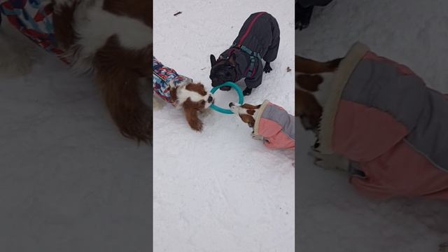 Армани, Луна и Джуди с новой игрушкой. смотреть онлайн