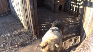 кавказская овчарка наша охранная собака