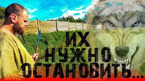 Снова НАПАДЕНИЕ ВОЛКОВ! Ещё минус 2!