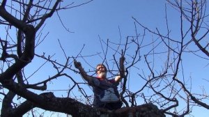 Обрезка старой яблони (ч.2). Богатырь