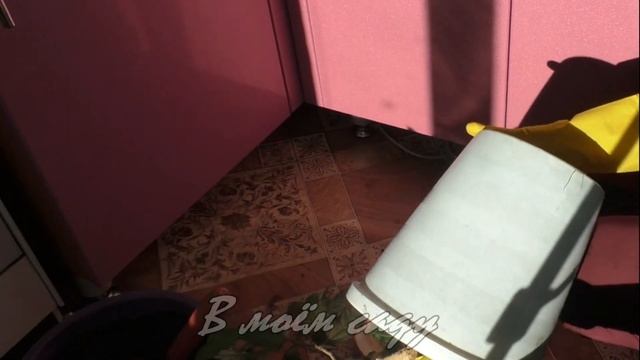 Пересадка гибискуса Купера смотреть онлайн