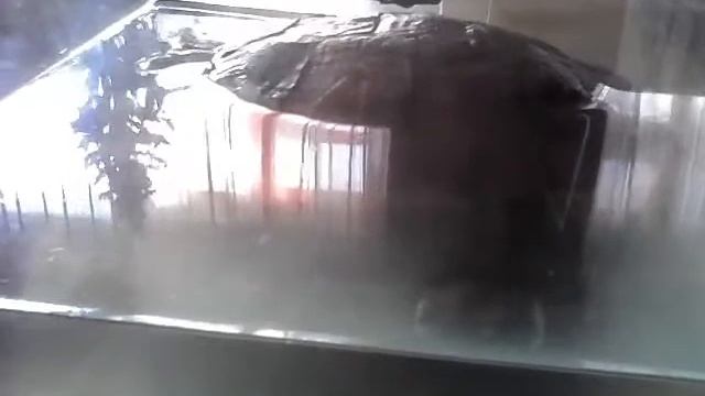 Как ухаживать за водной черепахой.?