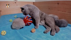 33 Котёнка КОШАЧИЙ МОЙДОДЫР СМЕШНОЙ КОТЁНОК НЕ ХОЧЕТ МЫТЬСЯ! 33 Kotenka Kitten Doesn't Want A Bath!