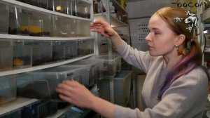 Как поживают наши рогатки? ПРО ИЗМЕНЧИВЫХ, ПРО ФАНТОМНЫХ и других наших рогаток!