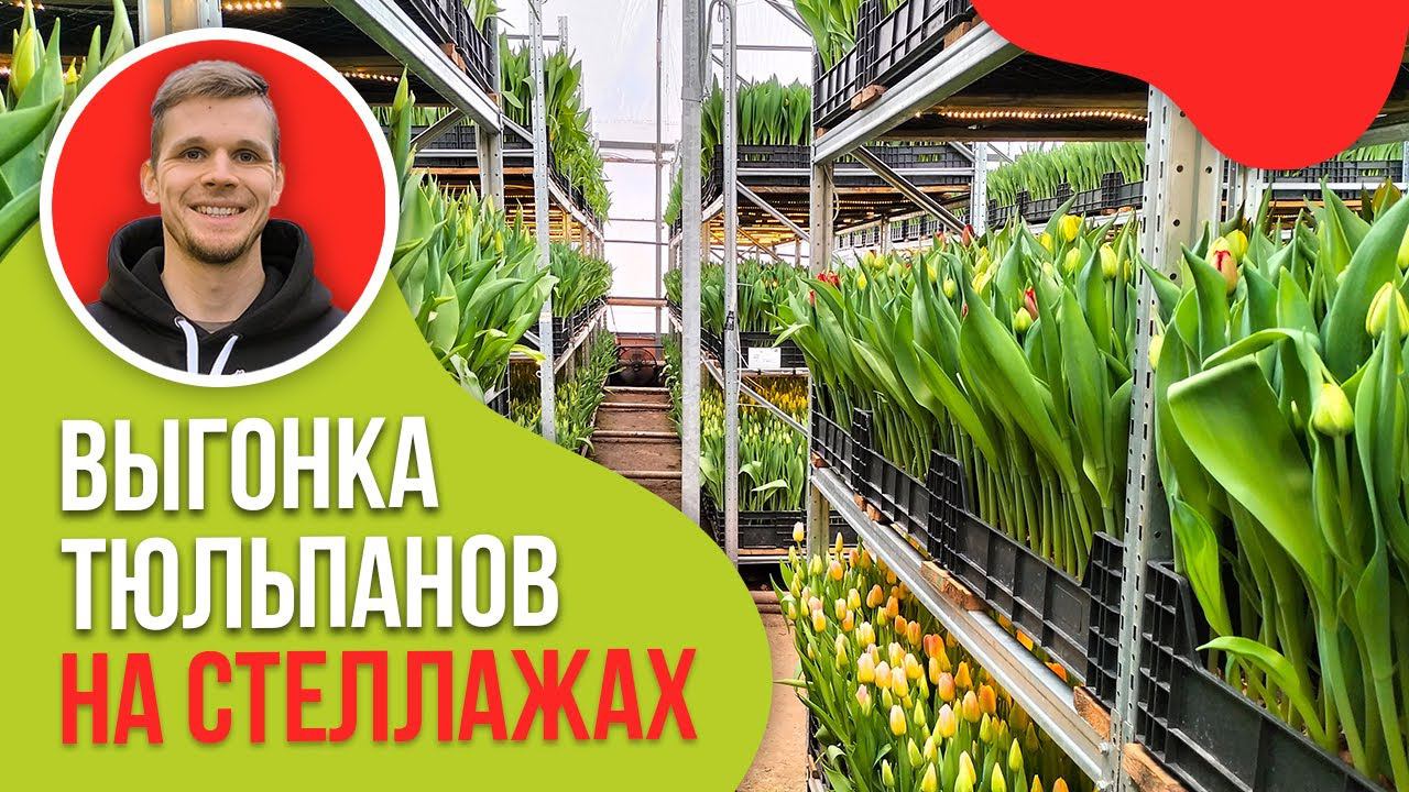 Выгонка тюльпанов на стеллажах #теплица #выращивание #веревкинхутор