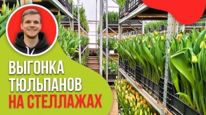 Выгонка тюльпанов на стеллажах #теплица #выращивание #веревкинхутор