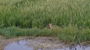 Рыбалка 🦈 Элон балик ови   Пгт Пролетарск Дж Расулов 30 08 2022 г 💯