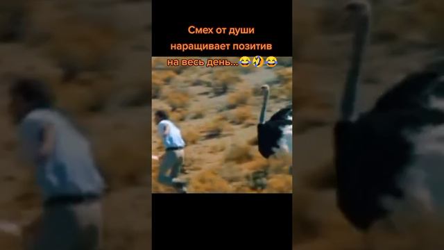 Страусиные яйца