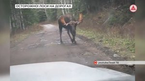 Осторожно: лоси на дорогах!
