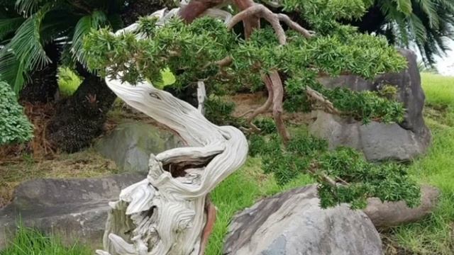 Сад деревьев бонсай и камней (Spirited Garden) на всеми любимом острове Чеджу. смотреть онлайн