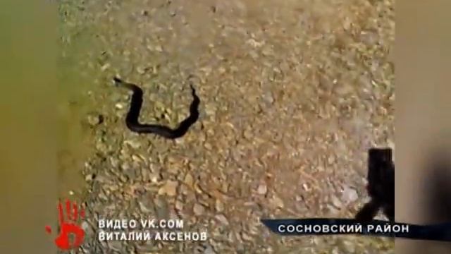 Змеи атаковали поселок Рощино смотреть онлайн