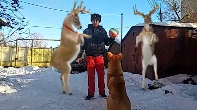 песьни