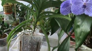 Ascocenda Princess Mikasa