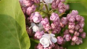 Сирень обыкновенная рустика. Краткий обзор, описание характеристик syringa vulgaris