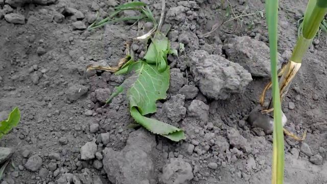 Чеснок. Обзор роста головок чеснока популярных сортов на 10.06.17 смотреть онлайн