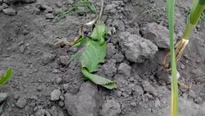 Чеснок. Обзор роста головок чеснока популярных сортов на 10.06.17