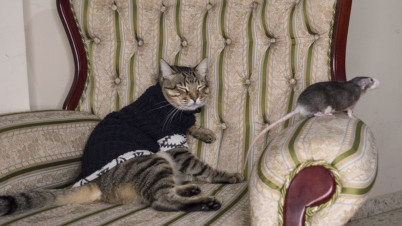 Как живут кот, крыса и воробей в одной квартире смотреть онлайн