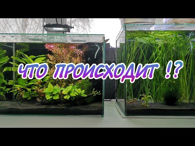 Что происходит в моих всех аквариумах смотреть онлайн