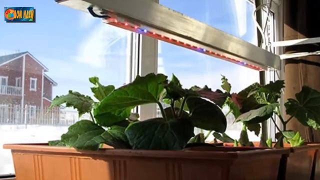 Свежие огурцы на подоконнике к Новому году! смотреть онлайн