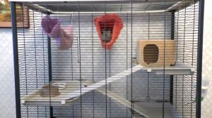 Как обустроить клетку для крысы. Домик, кормушки, гамак для крыс и многое другое