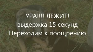 воспитание  щенка (2,5 месяца)