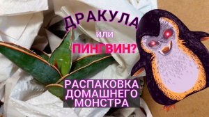 Пингвин, Дракула или тещин язык? Распаковка необычной сансевиерии. Комнатные цветы