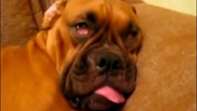 Собаке снится страшный сон смотреть онлайн