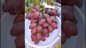 виноград «Ася» характеристика