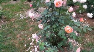 Шале и розы в горах Италии. Вечер отдыха , барбекю,  бассейн.