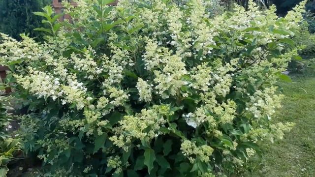 Моя любимая дача в начале июля (10.07.2020) смотреть онлайн