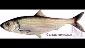 Красная Книга Самарской обл