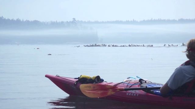 Maine Sea Kayak Guide Course Promo смотреть онлайн