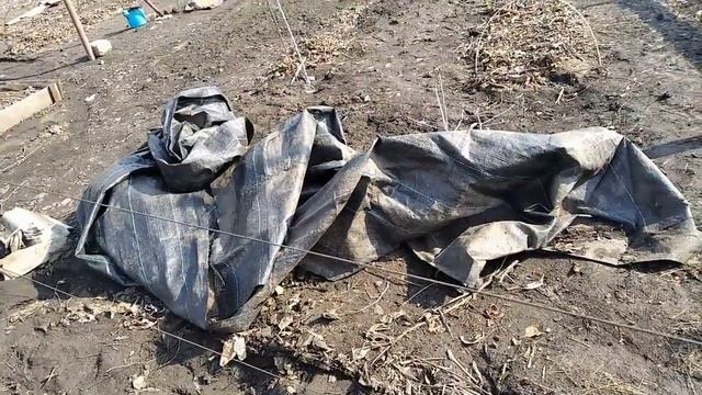 Как перезимовал наш виноград 2023 г смотреть онлайн