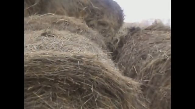 Отзыв клиента о Погрузчике ПКУ 0,9 АЗАС | Канал "КолХОЗ с НУЛЯ"