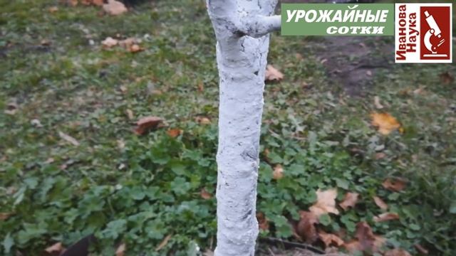 ТАКАЯ побелка - лучшее решение для вашего сада. Безопасна, защищает, не стирается и не смывается.