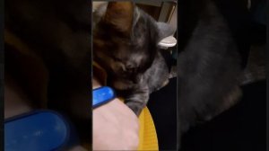 Кошка обожает браслет VITA BAND, выбирает около него место для отдыха