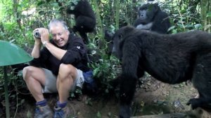 Touched by a Wild Mountain Gorilla: The Original