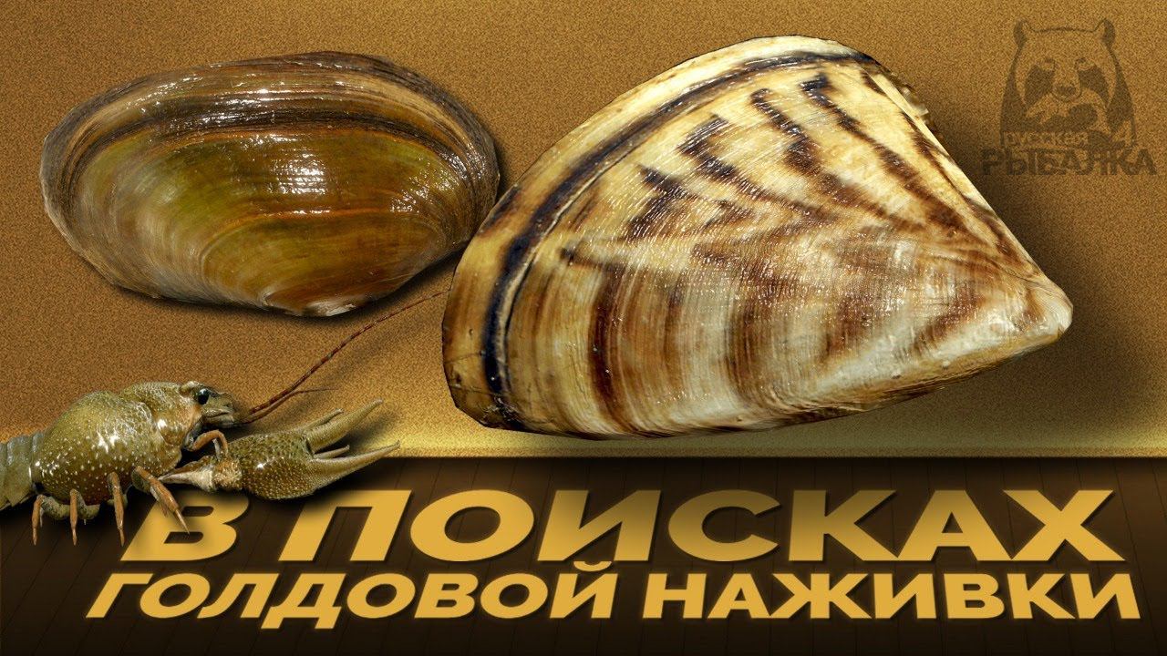 Русская Рыбалка 4 - Стрим. В поисках, Перловицы дрейссены и рака смотреть онлайн