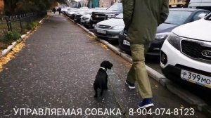 Дрессировка таксы. Послушание и управляемость без поводка в условиях города