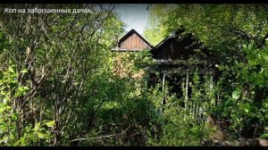 Коп на заброшенных дачах.