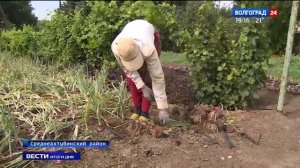 Сладкий ялтинский лук успешно выращивают в Заволжье