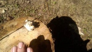 Добыча огня спомощью линзы Френеля.