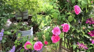 Clematis Fujimusume with catmint and Gertrude Jekyll rose | My English Rose garden
